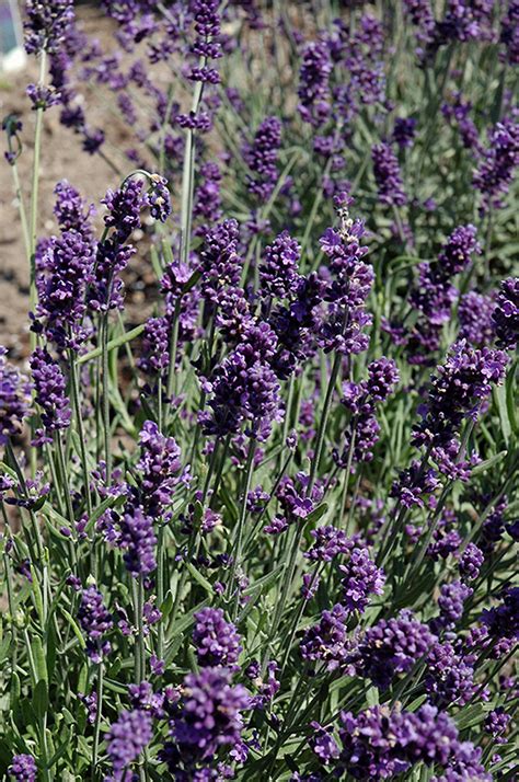 french perfume lavender plant.